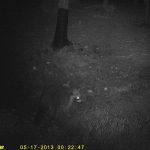 Tvättbjörn vid åtelplats i Västervik. Foto: Privat