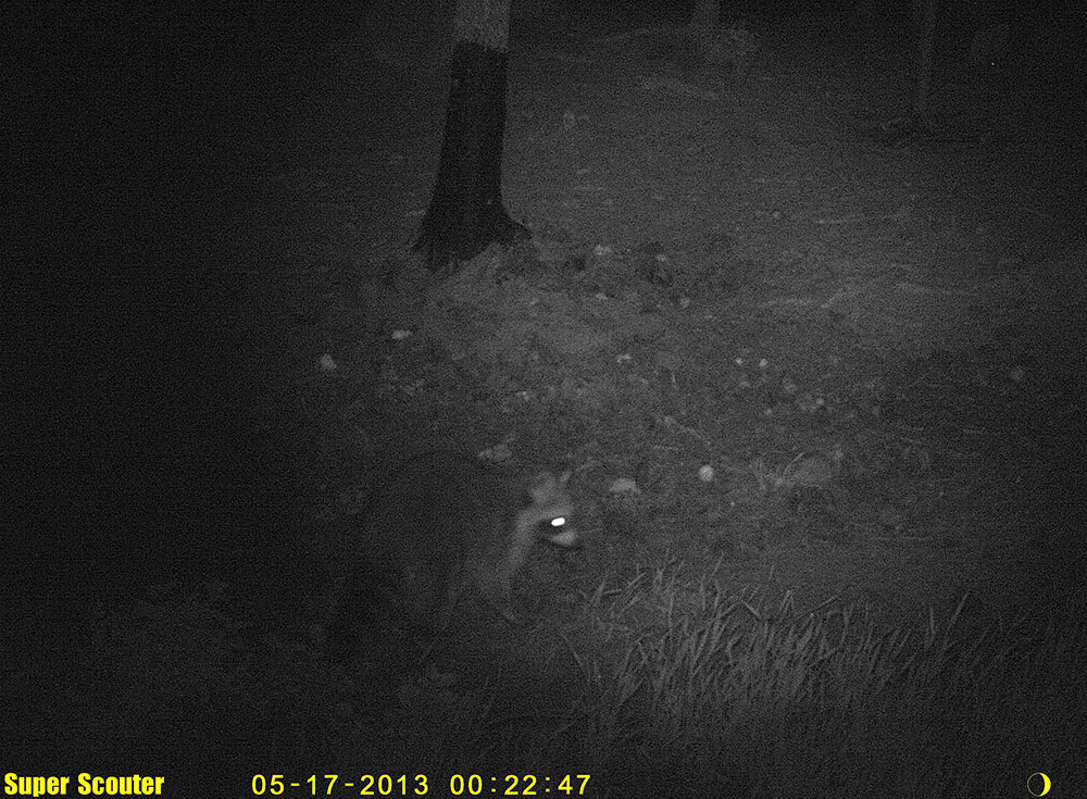 Tvättbjörn vid åtelplats i Västervik. Foto: Privat