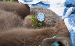 En nyfödd älgkalv i Kronoberg har undersökts och märkts inom projekt Sydälg. Foto: Jan Henricson