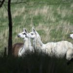 Tre lamadjur har köpts in av länsstyrelsen i Skåne till Näsbyholm, de ska förhoppningsvis skydda godsets många tackor från framtida vargattacker. Foto: Marie Gadolin