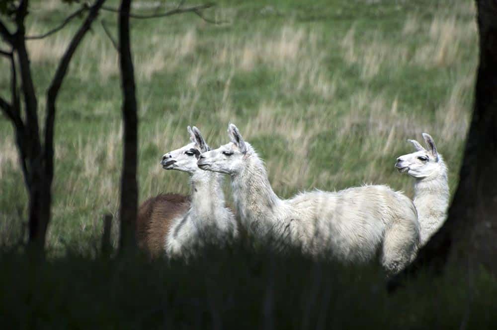 Tre lamadjur har köpts in av länsstyrelsen i Skåne till Näsbyholm, de ska förhoppningsvis skydda godsets många tackor från framtida vargattacker. Foto: Marie Gadolin