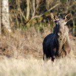 Jägareförbundet och de stora skogsbolagen försöker hitta vägar framåt i älgfrågan. Foto: Martin Källberg