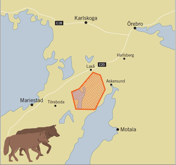 Det vargpar som flyttades från Norrbotten till Tiveden i början av året har nu troligen fått en kull valpar. Karta: Naturvårdsverket