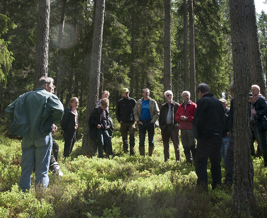Genom att hitta gemensamma målbilder vill projektet Mera tall får markägare och jägare att dra åt samma håll. I en blandskog som den här trivdes deltagarna i onsdagens exkursion. Foto: Jan Henricson