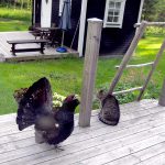 Den närgångna tjädertuppen som håller till på ett sommarstugeområde i Loftahammar. Foto: Minna Jacklin