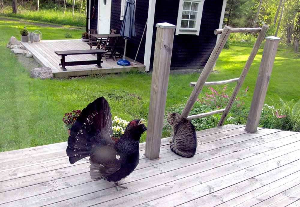Den närgångna tjädertuppen som håller till på ett sommarstugeområde i Loftahammar. Foto: Minna Jacklin