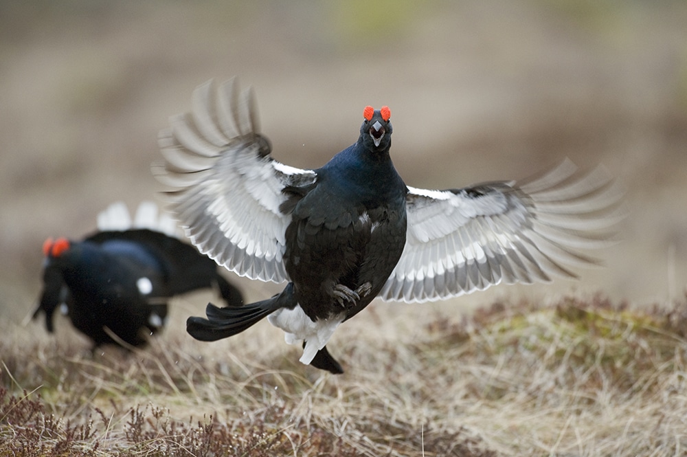 En av bilderna från den stora utomhusutställningen Wild Wonders of Europe. Foto: Erlend Haarberg