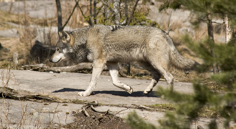 Det krävs noggrann stängsling för att skydda tamdjur mot varg och andra stora rovdjur. Foto: Olle Olsson