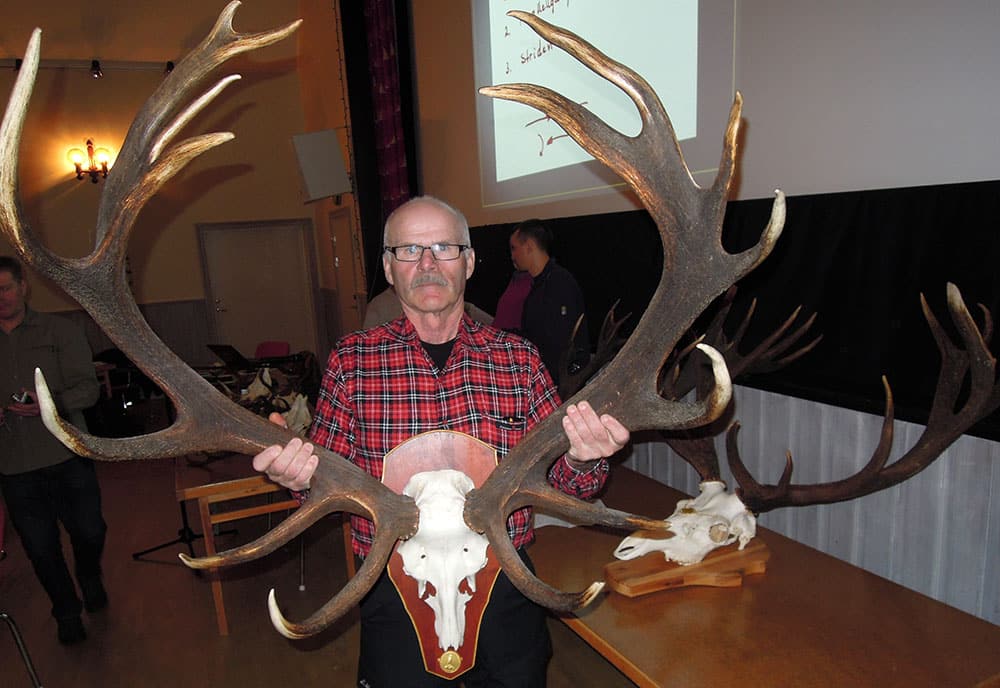 Lars-Göran Persson, Nordmaling, deltog i hornutställningen med den 16-taggare han sköt för några år sedan på Bredvik jaktklubbs marker, ett guldhorn på 213,6 poäng. Foto: Bernt Karlsson