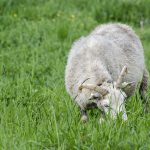 Flera vargangrepp har inträffat i Kalmar län den senaste månaden. Foto: Martin Källberg