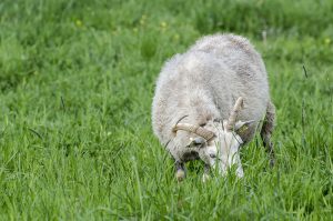 Flera vargangrepp har inträffat i Kalmar län den senaste månaden. Foto: Martin Källberg