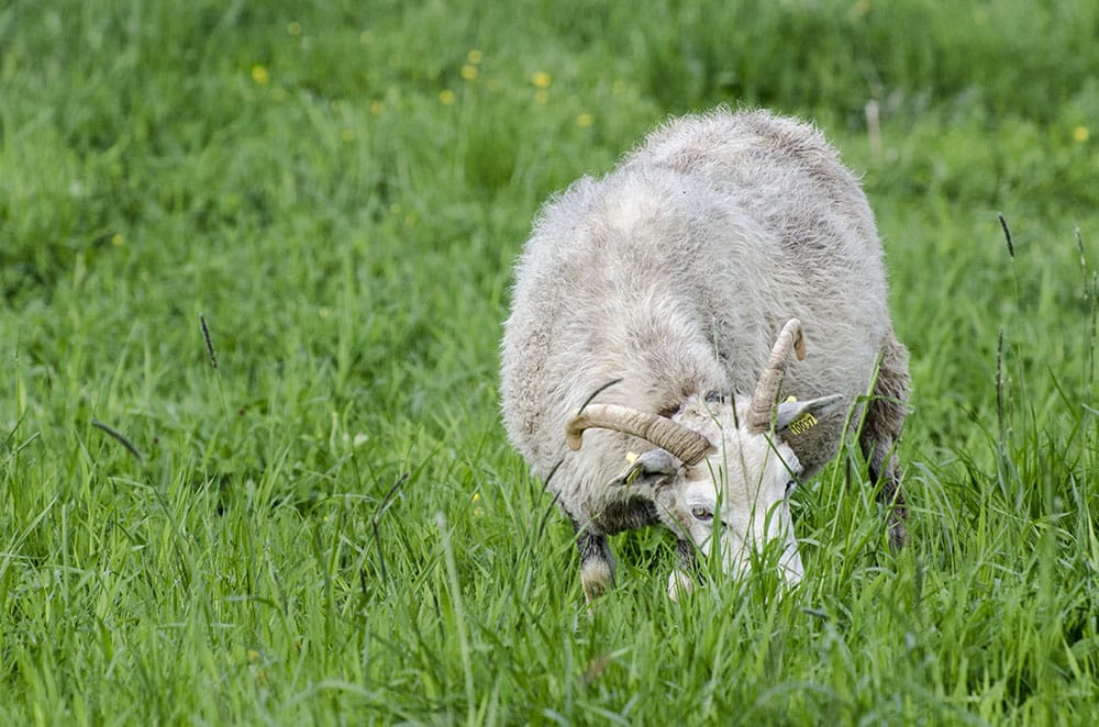 Flera vargangrepp har inträffat i Kalmar län den senaste månaden. Foto: Martin Källberg