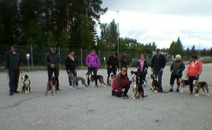 Ringträning hos Lycksele stövargille. Foto: Privat