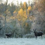 En allt ovanligare syn på Öland. Ko och kalv tillsammans dagarna innan älgjakten. Foto: Jan Henricson
