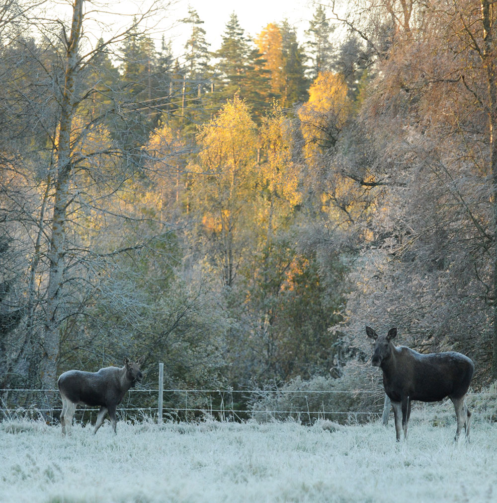 En allt ovanligare syn på Öland. Ko och kalv tillsammans dagarna innan älgjakten. Foto: Jan Henricson
