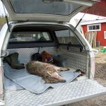 En fårägare i Hälsingland tvingades avliva en varg i en fårhage, våren 2012. Vargen hade då redan dödat tre får och var i färd med att döda fler när den sköts. Foto: Olle Olsson