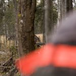 Vargarnas predation får förödande konsekvenser för 300 jägare i Nora-Stadra älgskötselområde, som helt tvingas ställa in höstens älgjakt. Foto: Olle Olsson