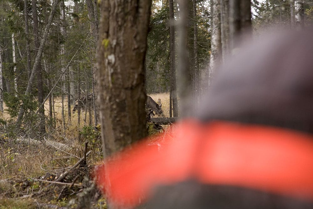 Vargarnas predation får förödande konsekvenser för 300 jägare i Nora-Stadra älgskötselområde, som helt tvingas ställa in höstens älgjakt. Foto: Olle Olsson