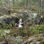 För flera jakthundsraser ändras nu provreglerna. Foto: Jan Henricson