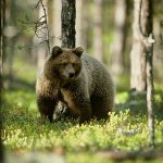 70 björnar kommer att få fällas vid årets licensjakt i Jämtland. Foto: Kenneth Johansson