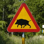 Viltolyckorna med vildsvin inblandade minskar i landet som helhet. Särskilt stor är minskningen i de tre Smålandslänen samt i Blekinge, Skåne och Sörmland. Foto: Jan Henricson