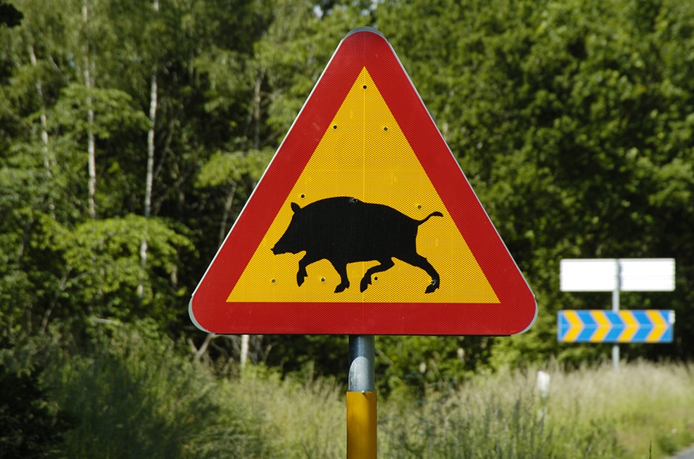 Viltolyckorna med vildsvin inblandade minskar i landet som helhet. Särskilt stor är minskningen i de tre Smålandslänen samt i Blekinge, Skåne och Sörmland. Foto: Jan Henricson