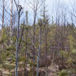 Mängden tillgängligt foder för älgen i ungskogar är särskilt intressant i Skogsstyrelsens foderprognoser för landets älgförvaltningsområden. Foto: Jan Henricson