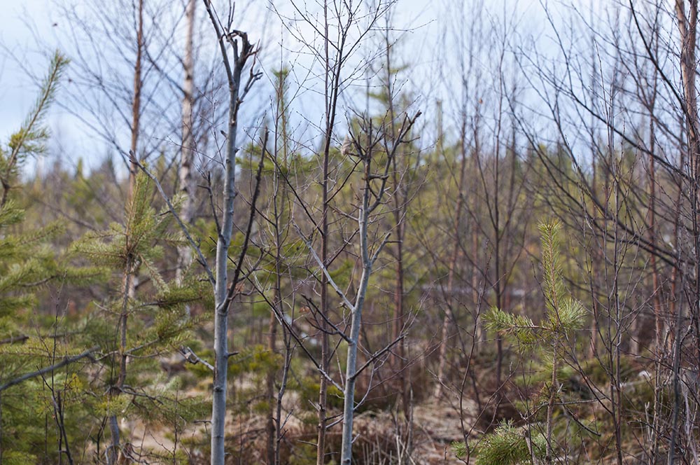 Mängden tillgängligt foder för älgen i ungskogar är särskilt intressant i Skogsstyrelsens foderprognoser för landets älgförvaltningsområden. Foto: Jan Henricson