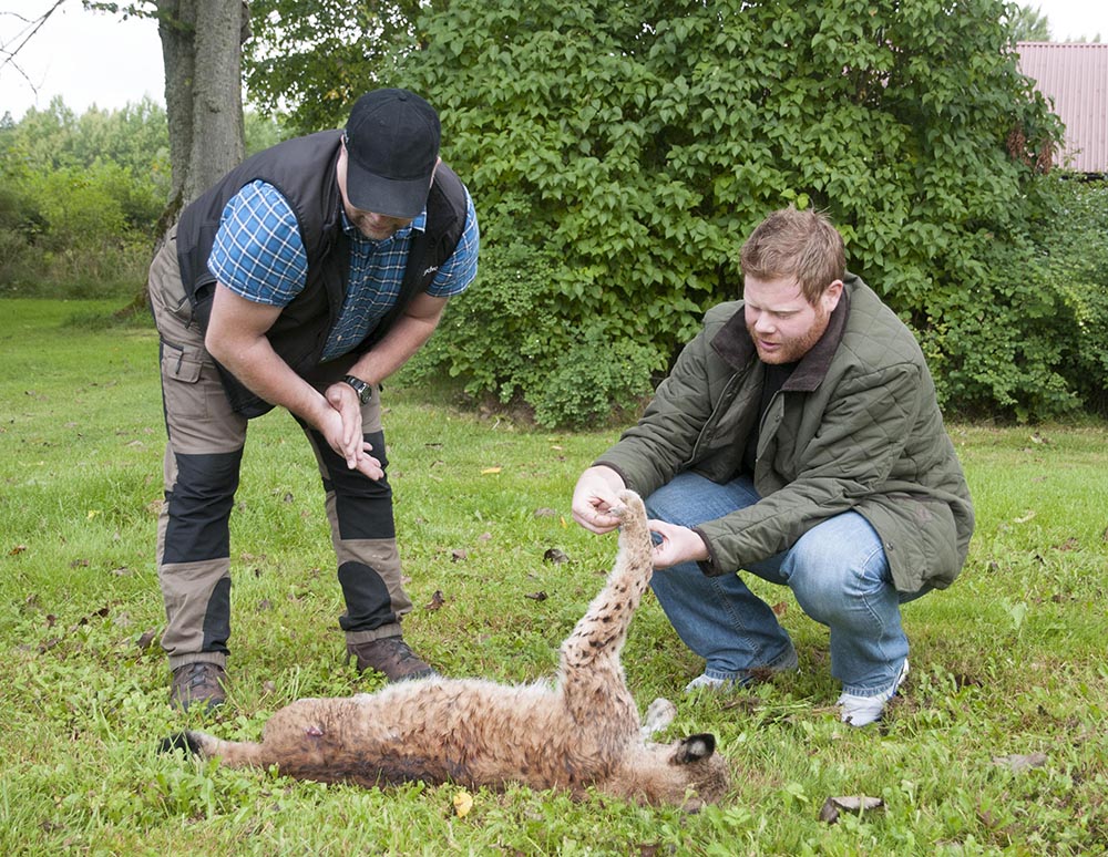 Ett lodjur som dödats i en trafikolycka i Jönköpings län undersöks av jaktvårdskonsulent Daniel Söderberg, till höger. Foto: Jan Henricson