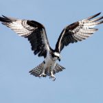 Ett nytt internationellt avtal ska skydda bland annat fiskgjusen under flyttning. Foto: Freepik