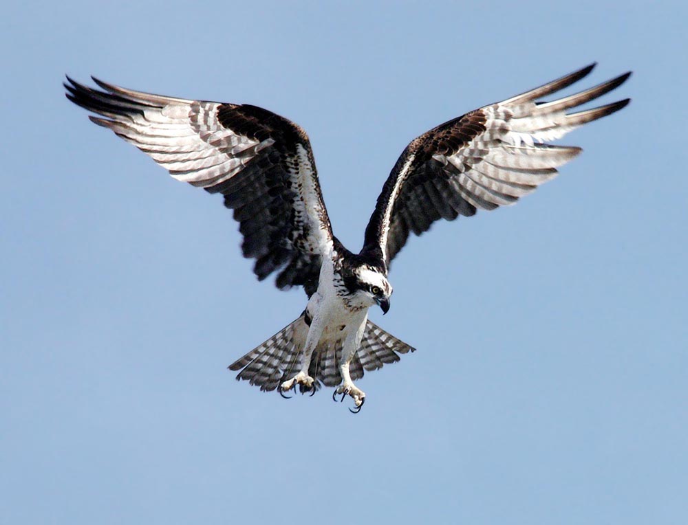 Ett nytt internationellt avtal ska skydda bland annat fiskgjusen under flyttning. Foto: Freepik