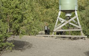 Länsstyrelsen i Halland anser att stödutfodring av vildsvin ger en lokal påverkan i landskapet som står stick i stäv med reservatets syfte att skydda och bevara flora och fauna, habitat och arter. Foto: Martin Källberg
