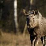 En allt ovanligare syn på Öland, där älgkalvarna dör i ännu högre utsträckning i år. Foto: Martin Källberg