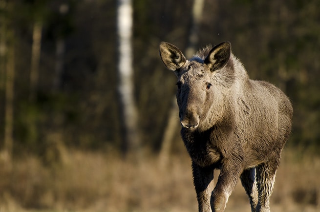En allt ovanligare syn på Öland, där älgkalvarna dör i ännu högre utsträckning i år. Foto: Martin Källberg