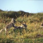 Fjällräven gör det bra i Norge i år. Foto: Kenneth Johansson