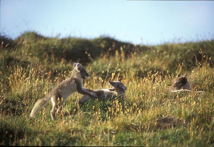 Fjällräven gör det bra i Norge i år. Foto: Kenneth Johansson