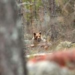 37 björnar får fällas i Gävleborgs län i år. Foto: Olle Olsson
