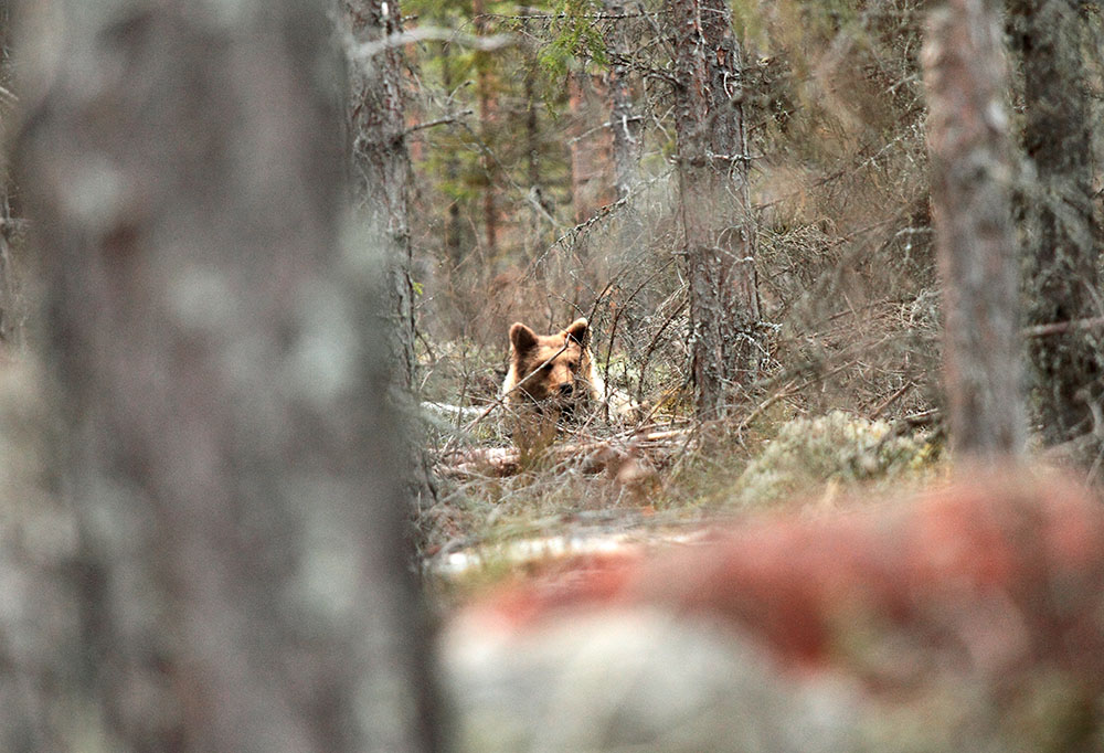 37 björnar får fällas i Gävleborgs län i år. Foto: Olle Olsson
