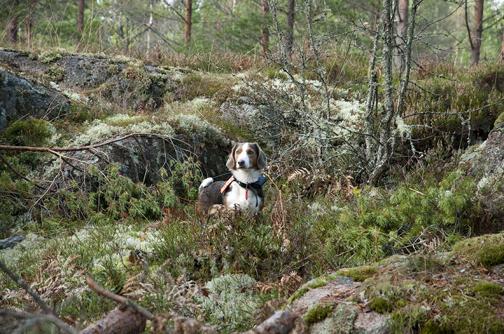 Foto: Jan Henricson