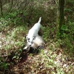 Grävlingen ute och Nelly har ett stadigt tag i nacken. Foto: Privat