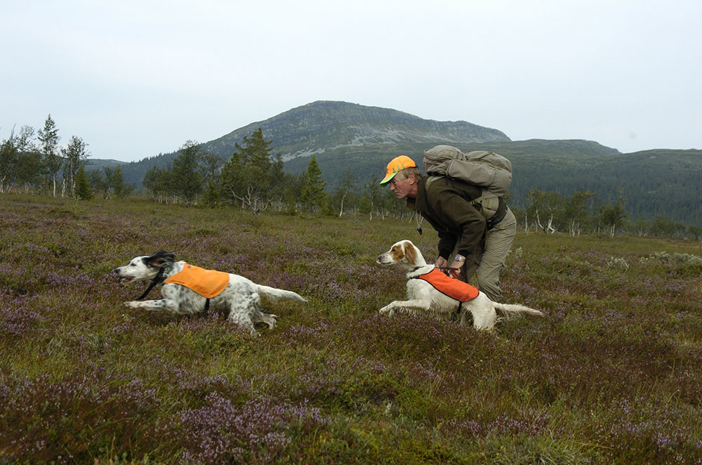 Länsstyrelsen Jämtlands beslut att kraftigt höja priserna för jakt på renbetesfjällen får hård kritik av Jägareförbundet. Beslutet har nu blivit en fråga för regeringen. Foto: Jan Henricson