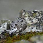 Årets ripinventering i Jämtland är klar och tyder på större kullar än föregående år. Foto: Kenneth Johansson