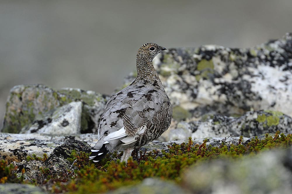 Årets ripinventering i Jämtland är klar och tyder på större kullar än föregående år. Foto: Kenneth Johansson