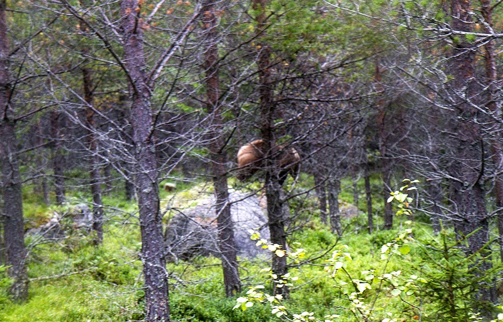 Foto: Olle Olsson