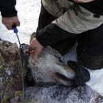 En sövd varg förses med sändare. Foto: Olle Olsson