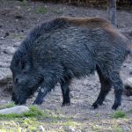 Vildsvin göre sig icke besvär på Gotland. Foto: Martin Källberg