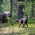 Bland  annat plotthundar ingår i den nybildade björnhundspoolen. Foto: Annette Petersson