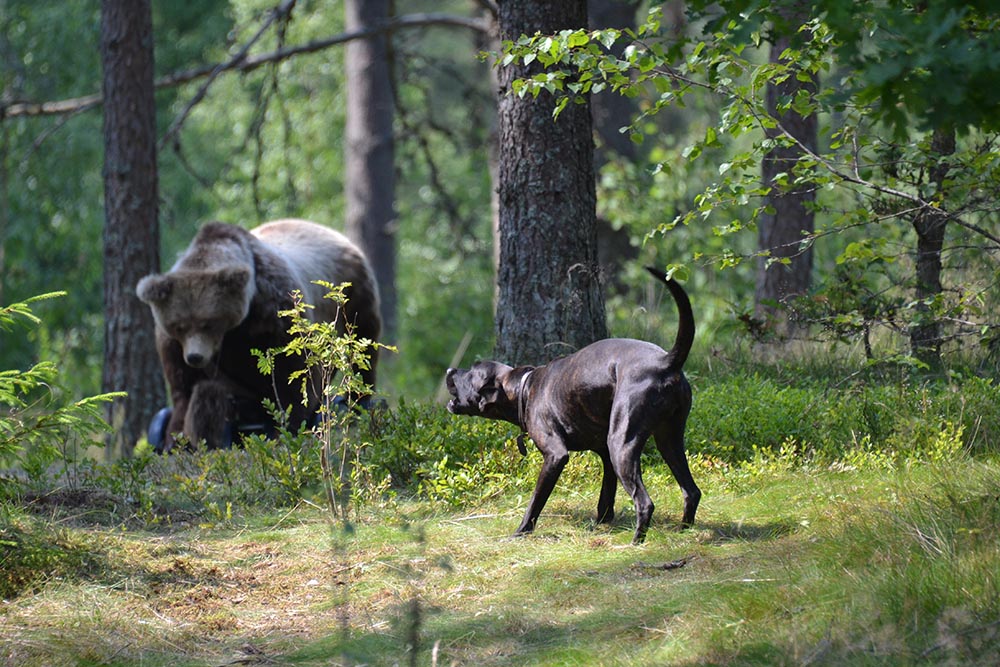 Bland  annat plotthundar ingår i den nybildade björnhundspoolen. Foto: Annette Petersson