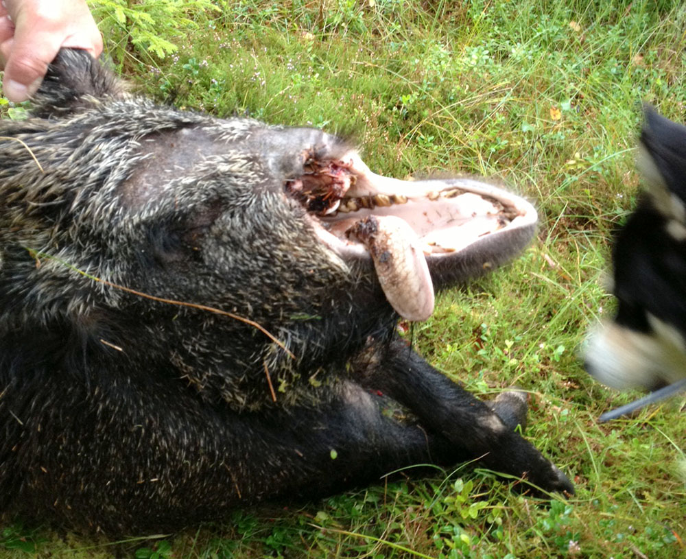 Vildsvinet saknade nästan hela överkäken. Foto: Privat