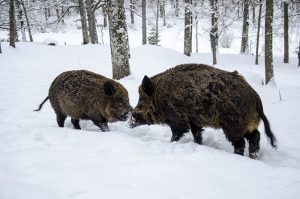 Länsstyrelsen på Gotland har beslutat att ett vildsvinshägn ska avvecklas. Foto (i hägn): Martin Källberg